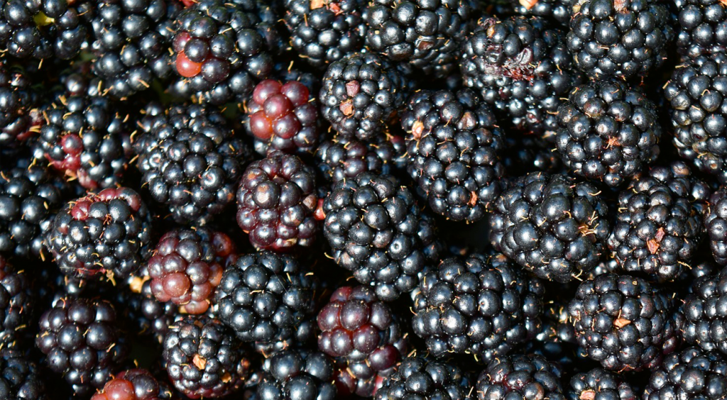 Blackberries Three Counties Produce