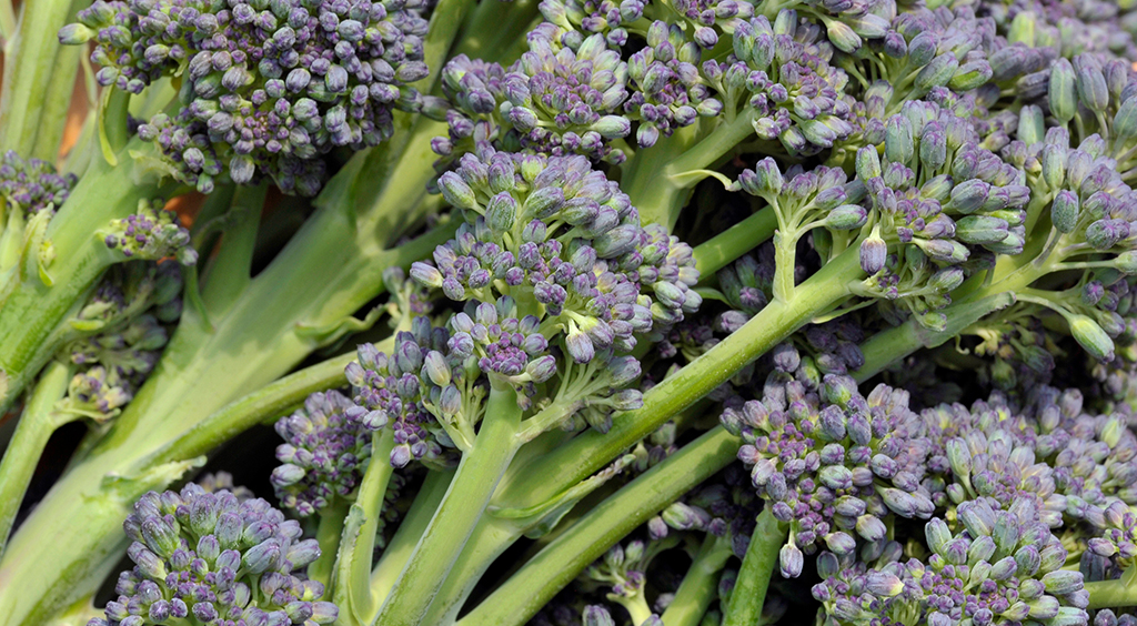 Purple Sprouting Three Counties Produce