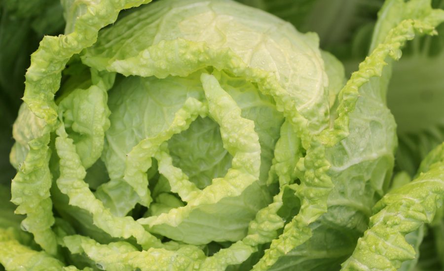 Salad Cabbage