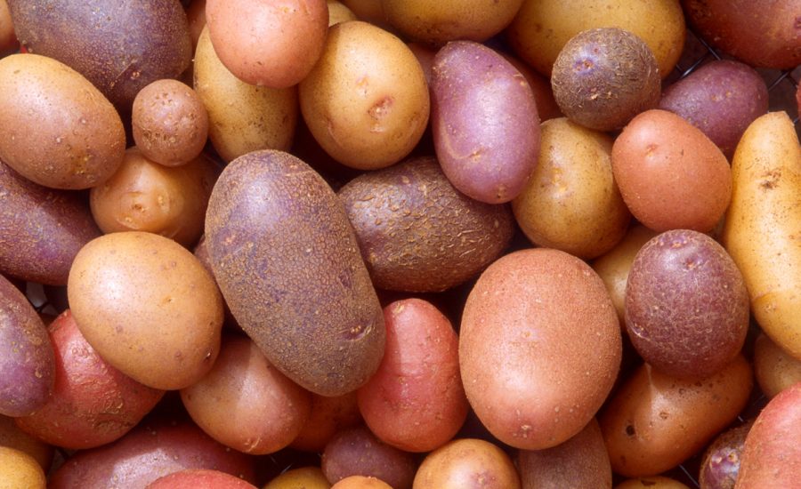 Ware Potatoes